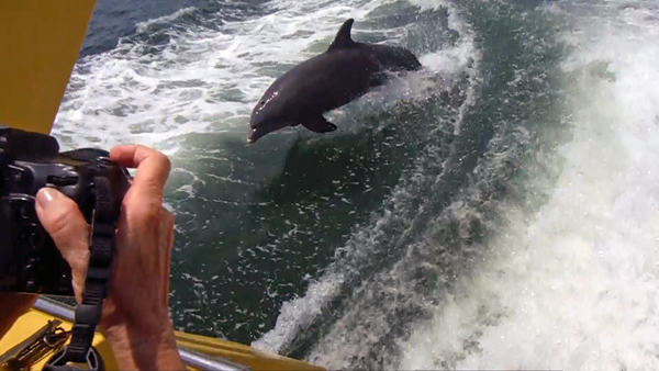 dolphins surfing the wake